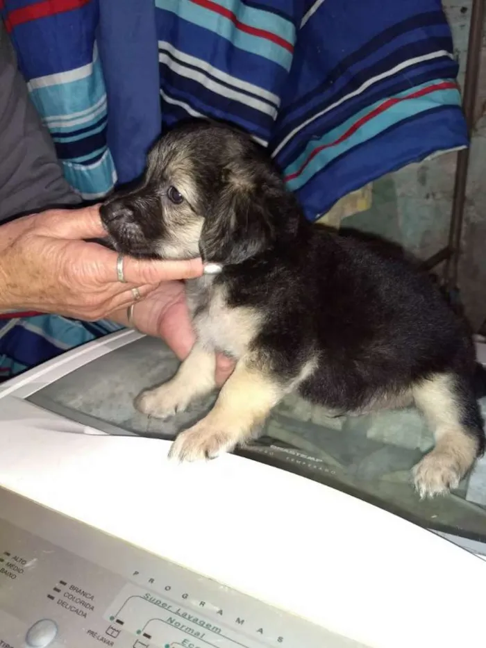 Cachorro ra a Indefinida idade 2 a 6 meses nome Indefinido