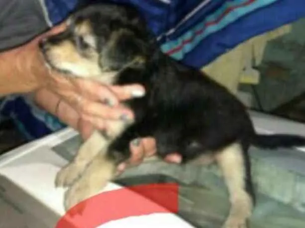 Cachorro ra a Indefinida idade 2 a 6 meses nome Indefinido