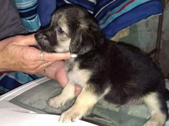 Cachorro ra a Indefinida idade 2 a 6 meses nome Indefinido