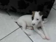 Pirata