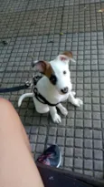 Pirata