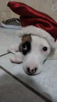 Pirata