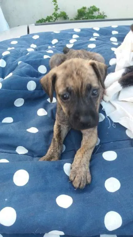 Cachorro ra a SRD idade 2 a 6 meses nome Cacau