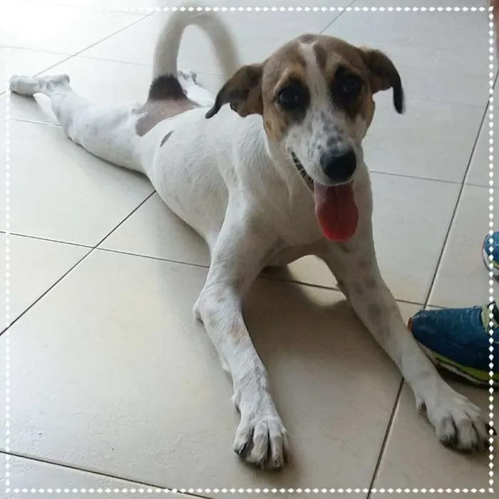 Cachorro ra a srd idade 1 ano nome Doro(teia)