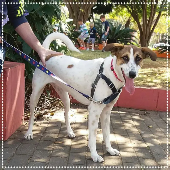 Cachorro ra a srd idade 1 ano nome Doro(teia)