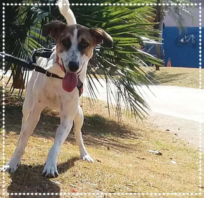 Cachorro ra a srd idade 1 ano nome Doro(teia)