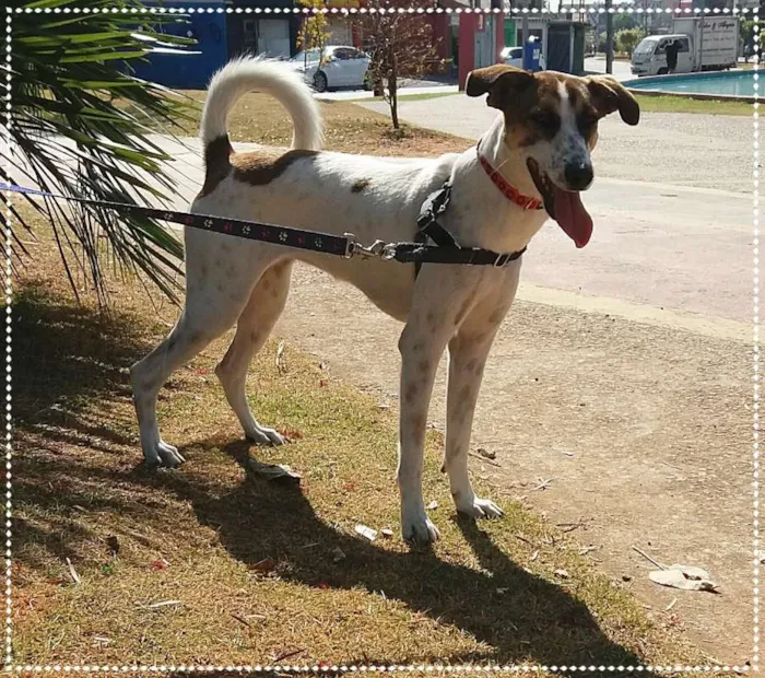 Cachorro ra a srd idade 1 ano nome Doro(teia)