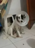 CEARÁ