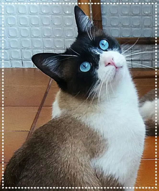 Gato ra a srd idade 2 anos nome Luigi