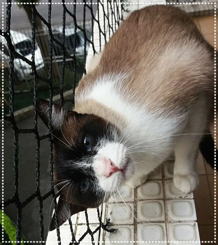 Gato ra a srd idade 2 anos nome Luigi