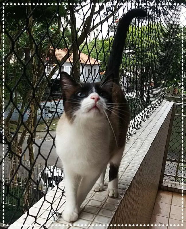 Gato ra a srd idade 2 anos nome Luigi