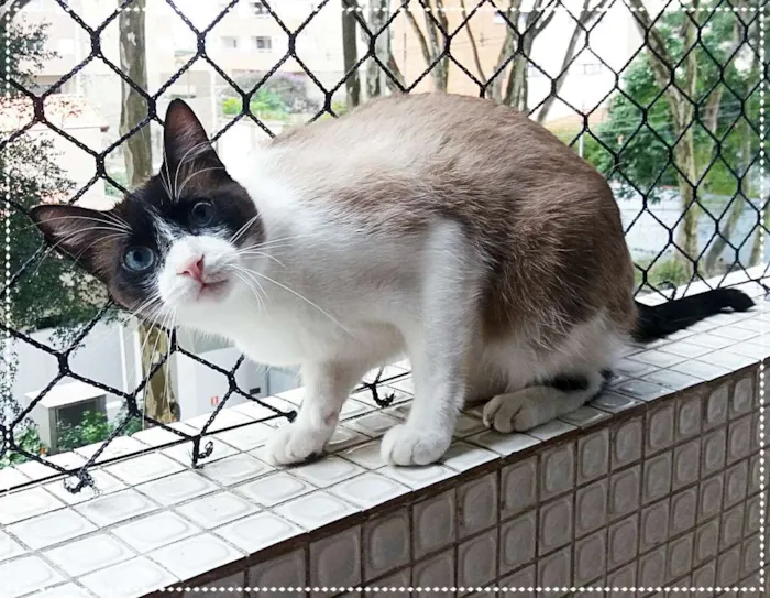 Gato ra a srd idade 2 anos nome Luigi