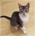 Madeleine