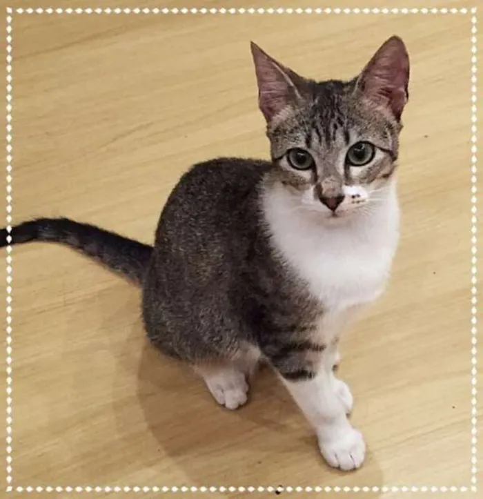 Gato ra a srd idade 2 a 6 meses nome Madeleine