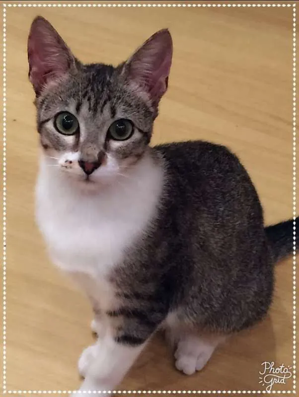 Gato ra a srd idade 2 a 6 meses nome Madeleine