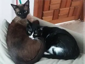 Gato raça srd idade 1 ano nome Principe e Rose