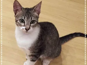 Gato raça srd idade 2 a 6 meses nome Madeleine