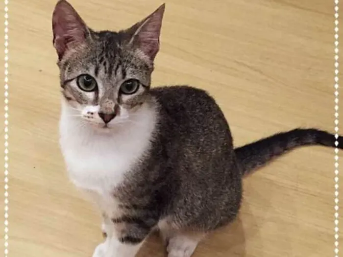 Gato ra a srd idade 2 a 6 meses nome Madeleine