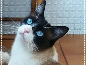 Gato raça srd idade 2 anos nome Luigi