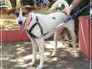 Cachorro raça srd idade 1 ano nome Doro(teia)