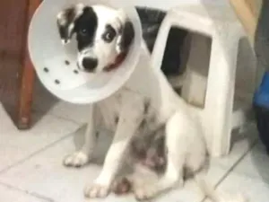Cachorro raça SRD idade 7 a 11 meses nome CEARÁ