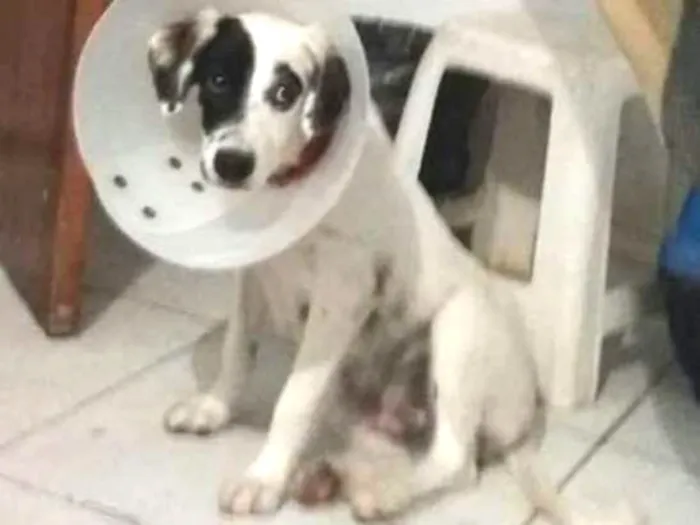 Cachorro ra a SRD idade 7 a 11 meses nome CEARÁ