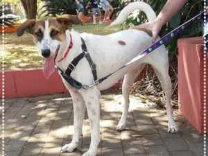 Cachorro raça srd idade 1 ano nome Doro(teia)