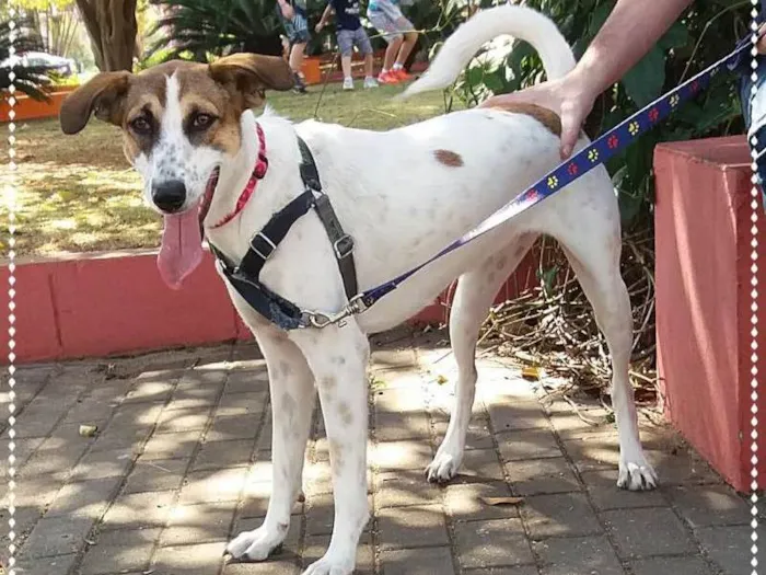 Cachorro ra a srd idade 1 ano nome Doro(teia)
