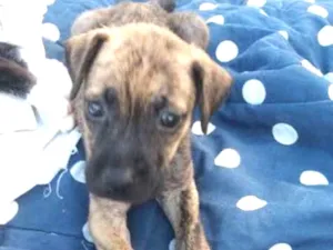 Cachorro raça SRD idade 2 a 6 meses nome Cacau