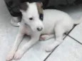 Pirata