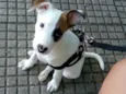 Pirata