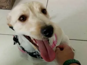 Cachorro raça Sem raça definida idade 2 a 6 meses nome Lili