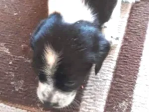 Cachorro raça  idade Abaixo de 2 meses nome Filhote