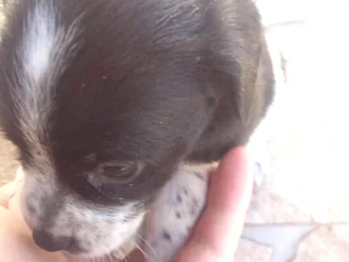 Cachorro ra a  idade Abaixo de 2 meses nome Filhote