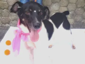 Cachorro raça SRD idade 2 anos nome Enya