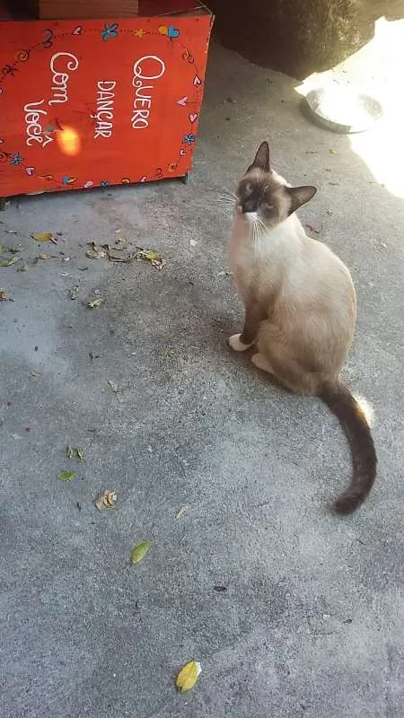 Gato raça Siamês idade 1 ano nome não tem nome