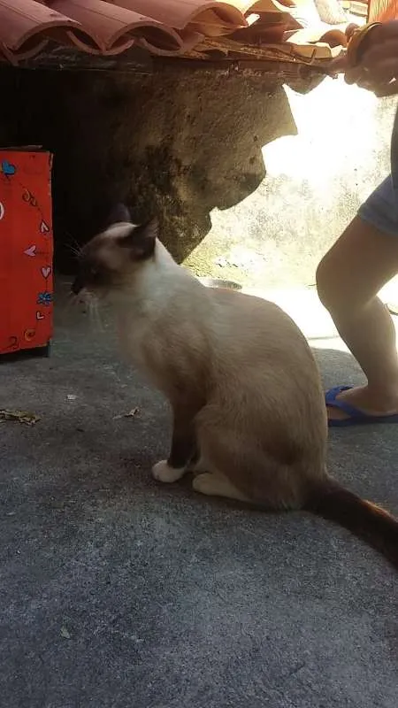 Gato raça Siamês idade 1 ano nome não tem nome
