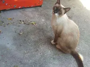 Gato raça Siamês idade 1 ano nome não tem nome