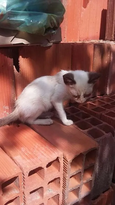 Cachorro ra a Siamês idade 2 a 6 meses nome não tem nome