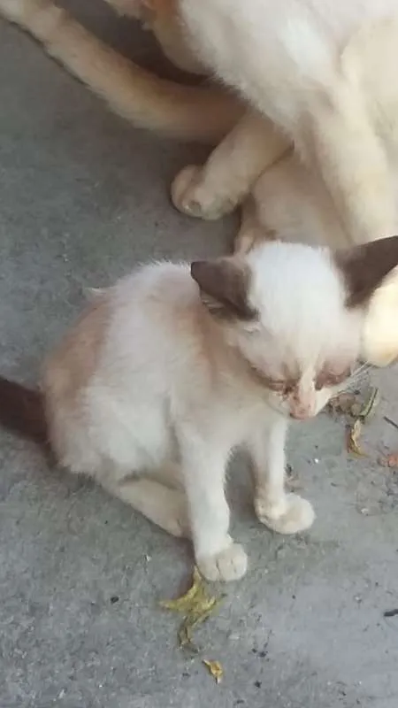 Gato ra a Siamês idade 2 a 6 meses nome não tem nome