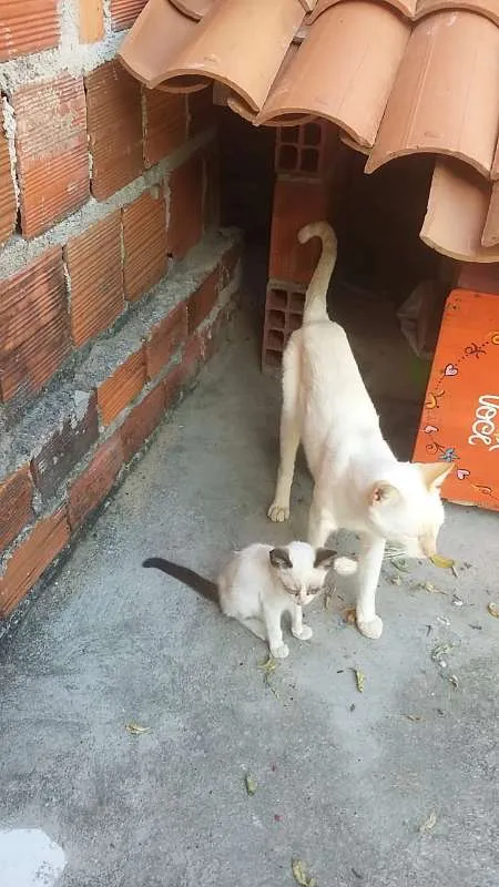 Gato ra a Siamês idade 2 a 6 meses nome não tem nome