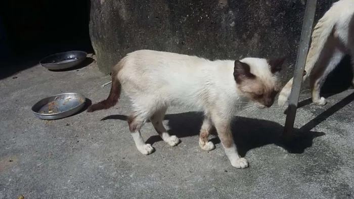 Gato ra a Siamês idade 1 ano nome gordinho