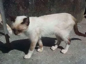 Gato raça Siamês idade 1 ano nome gordinho