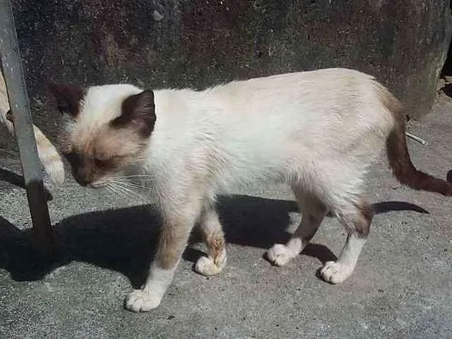 Gato ra a Siamês idade 1 ano nome gordinho