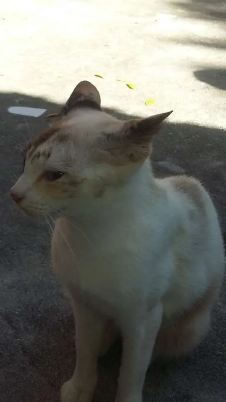 Gato ra a Siamês idade 2 anos nome Kitty