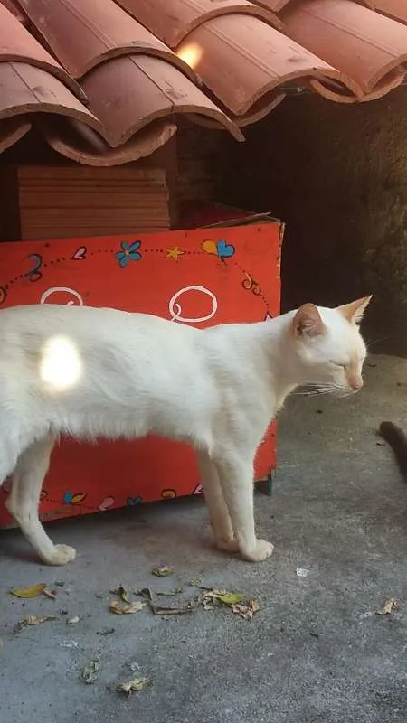 Gato ra a siames idade 1 ano nome branquinho