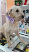 Estrela