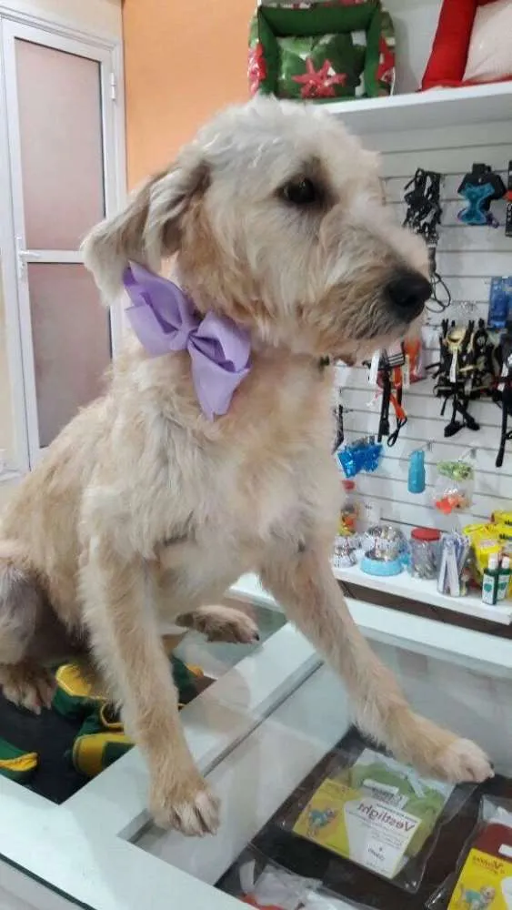 Cachorro ra a SRD idade  nome Estrela
