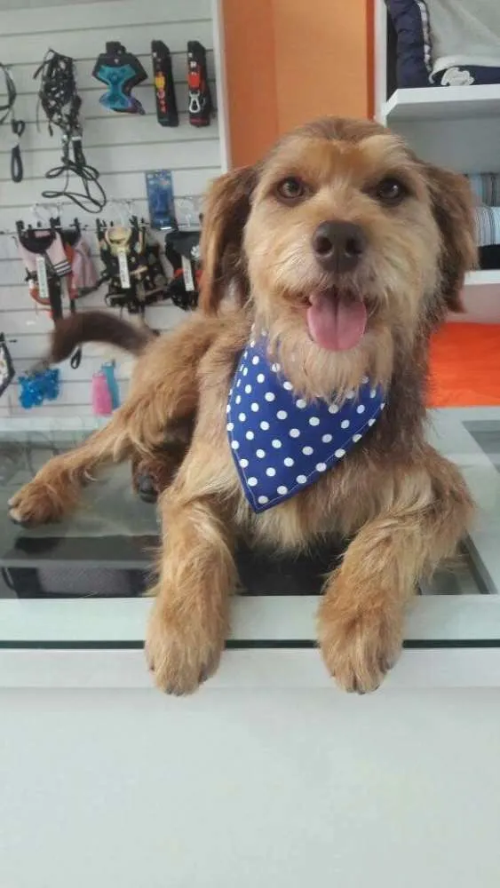 Cachorro ra a SRD idade  nome Tom