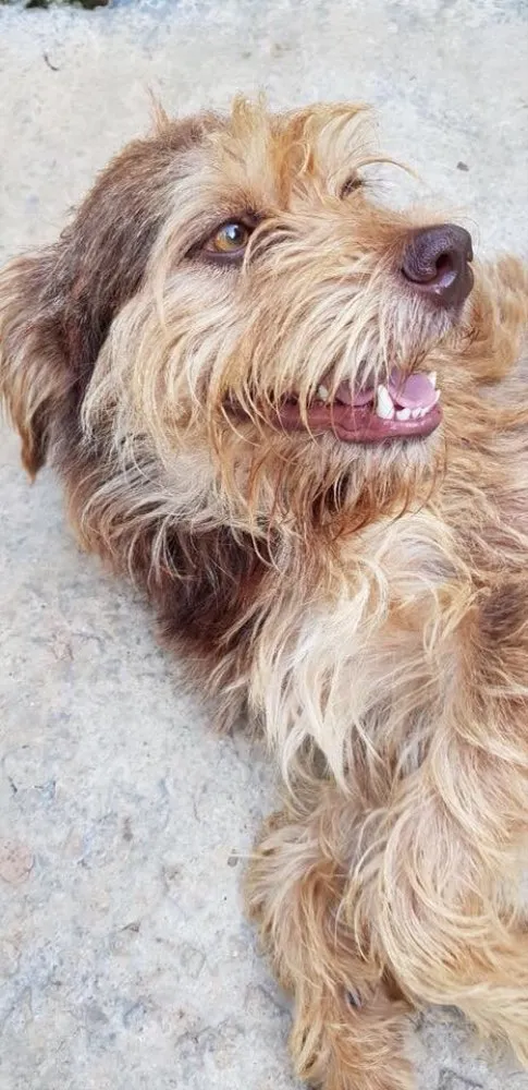 Cachorro ra a SRD idade  nome Tom